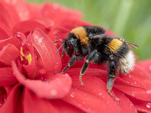Шмель на красном цветке в каплях воды 