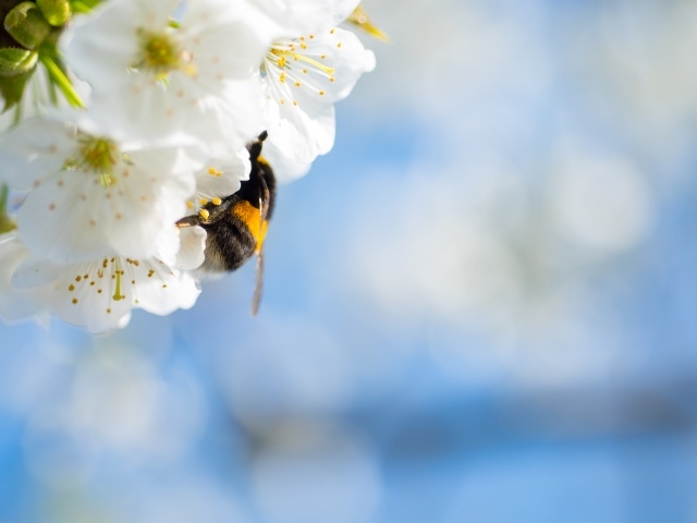 Шмель сидит на белых цветах вишни на фоне неба