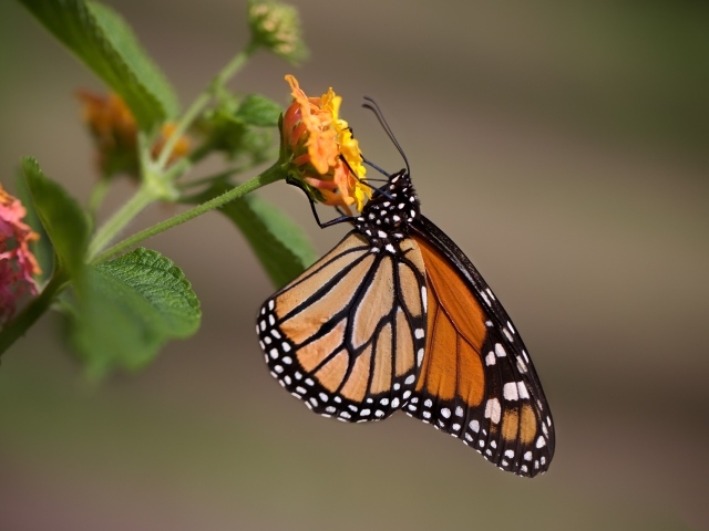 Бабочка сидит на оранжевом цветке крупным планом