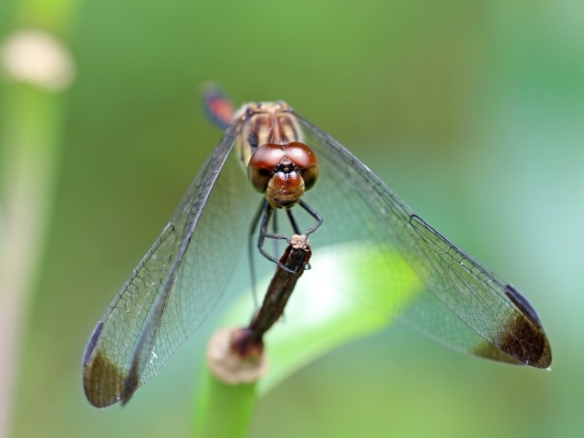 Стрекоза с прозрачными крыльями на ветке