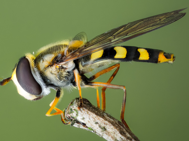 Муха журчалка на ветке крупным планом