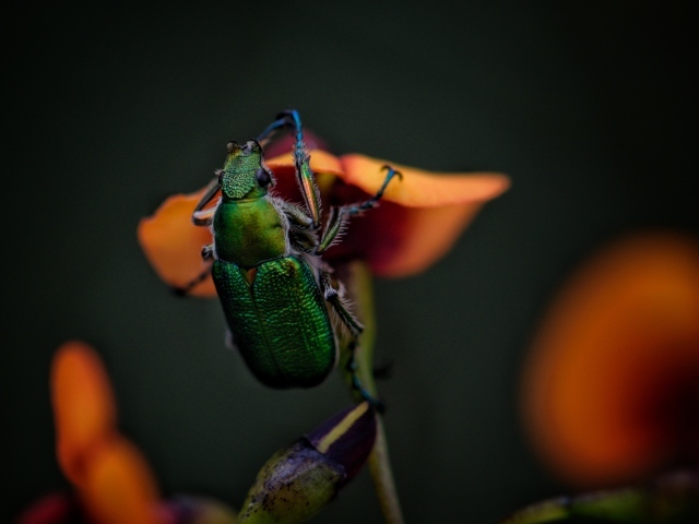 Зеленый жук сидит на цветке