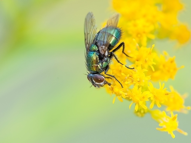 Зеленая муха сидит на желтом цветке
