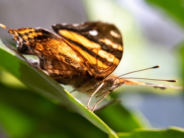 Большая коричневая бабочка сидит на зеленом листе
