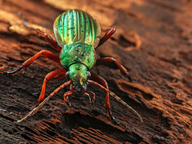 Большой зеленый жук Жужелица сидит на коряге