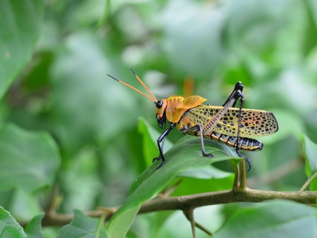 Большой желтый кузнечик сидит на зеленой ветке 