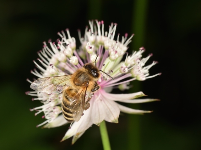 Маленькая пчела сидит на цветке
