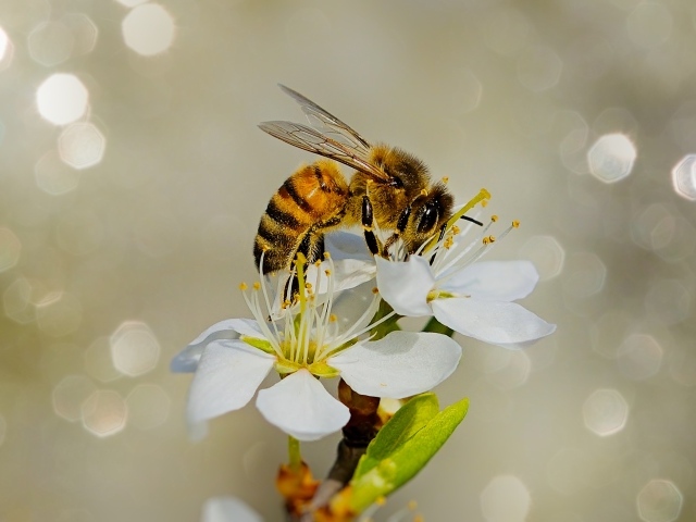 Маленькая пчела сидит на белом цветке вишни 