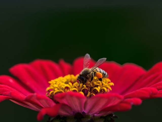 Маленькая пчела сидит на цветке циннии на зеленом фоне