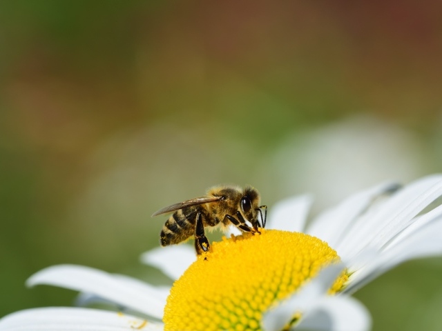 Маленькая пчела сидит на желтой середине ромашки 