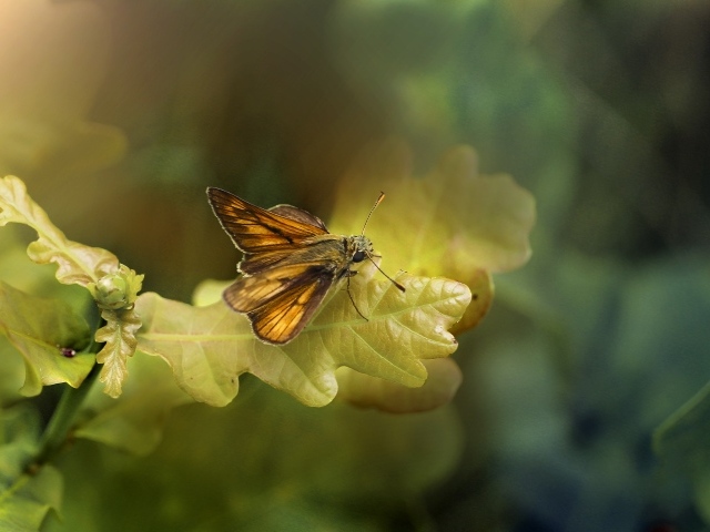 Моль сидит на зеленом листе дуба