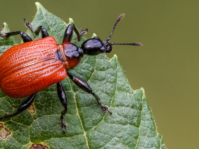 Оранжевый жук Трубковёрт орешниковый сидит на зеленом листе