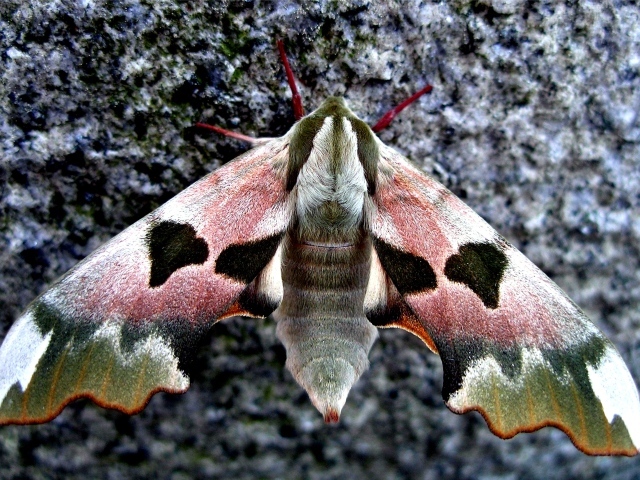 Бабочка сова крупным планом на камне