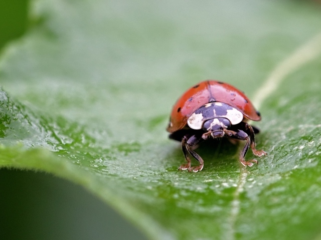 Красная божья коровка сидит на мокром листе 