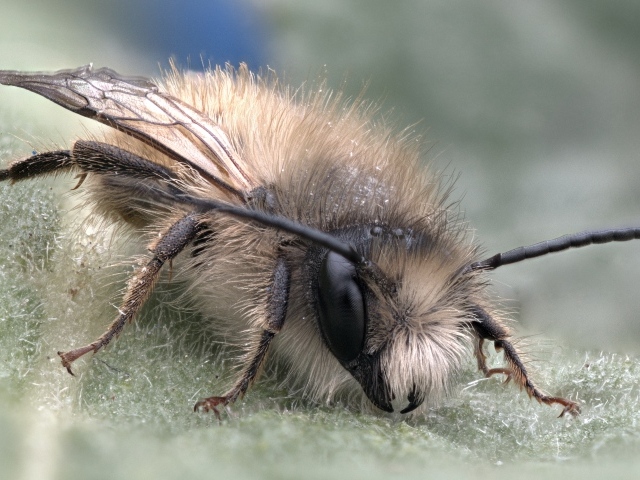 Маленькая пчела на листе крупным планом