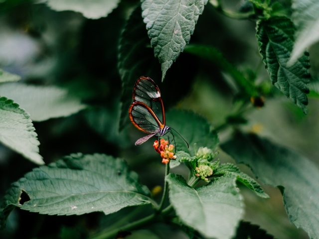 Маленькая прозрачная бабочка сидит на цветке в зеленых листьях 