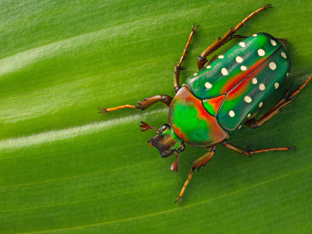 Жук Стефаноррина сидит на зеленом листе