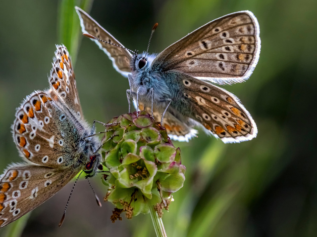 Две голубые бабочки на зеленом цветке 