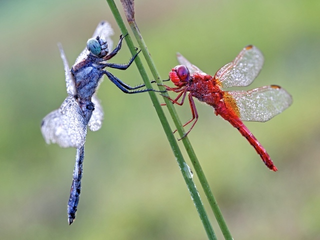 Две стрекозы сидит на зеленой траве