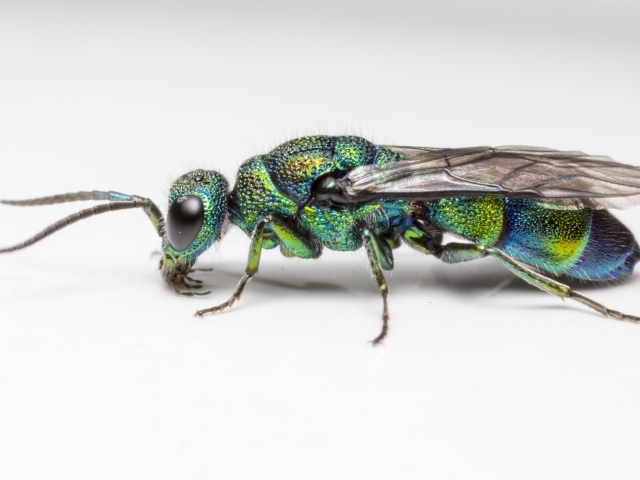 Оса огневая блестянка на белом фоне