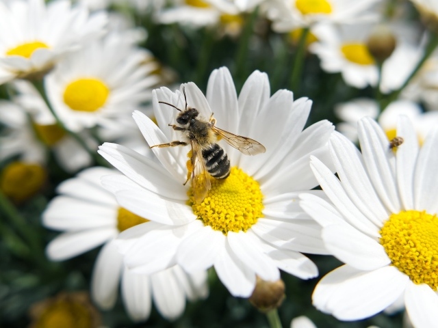 Белые полевые ромашки с пчелой 