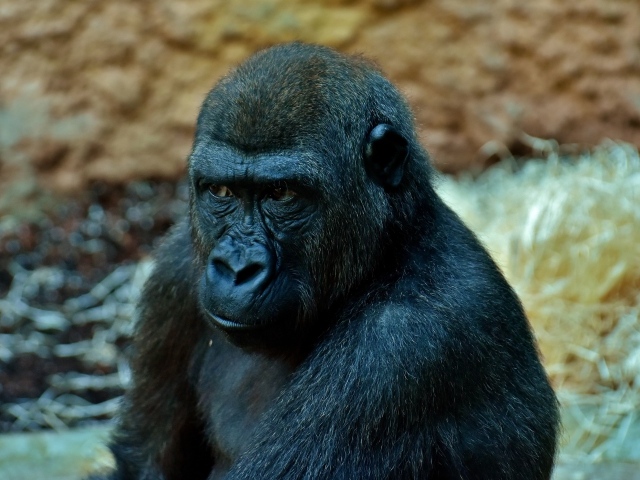 Большая задумчивая черная горилла в зоопарке 