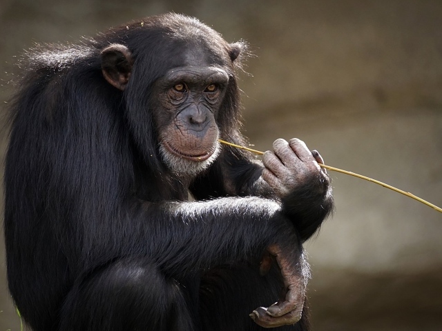 Шимпанзе с травой во рту