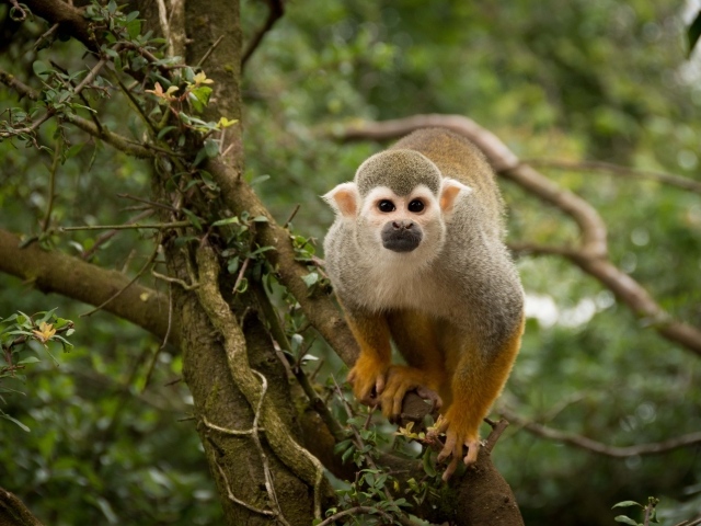 Забавная обезьяна на дереве