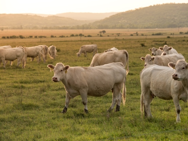Стадо домашних коров пасется на лугу 