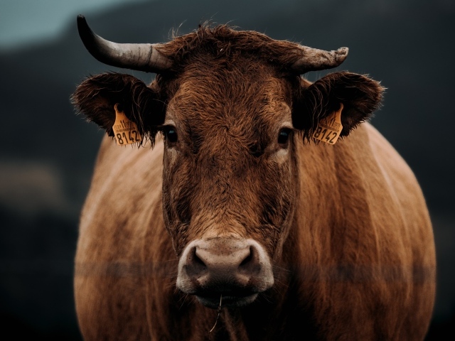 Большая коричневая корова крупным планом 