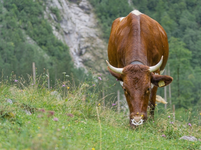 Большая коричневая корова пасется на траве 