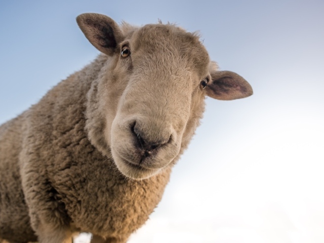 Большая любопытная овца смотрит в камеру
