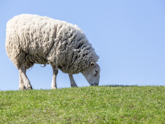 Большая пушистая овца пасется на зеленой траве