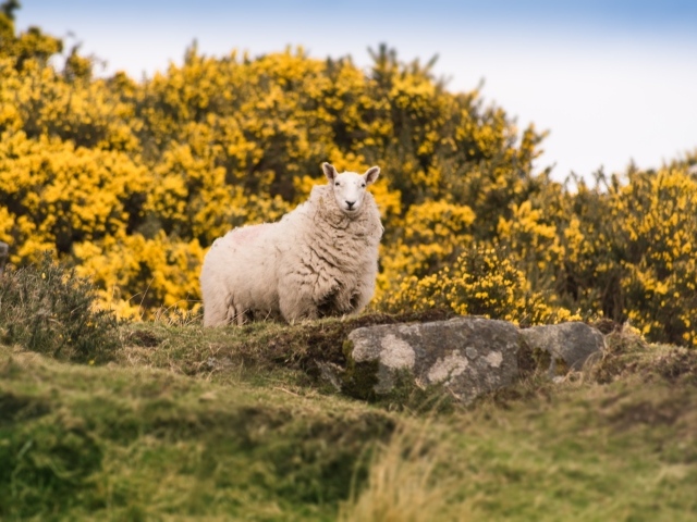 Большая пушистая овца стоит на камне
