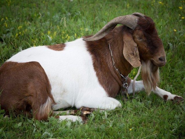 Большой козел лежит на зеленой траве