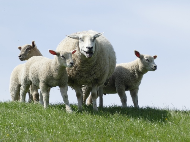 Большая овца с ягнятами по зеленой траве