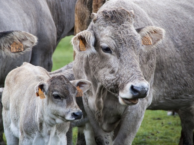 Коровы с телятами на ферме 
