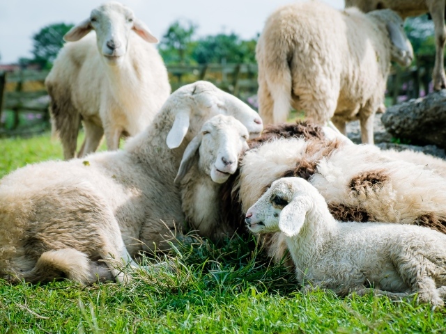 Домашние овцы лежат на зеленой траве