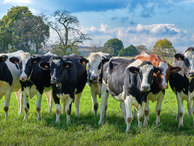 Стадо коров пасется на зеленом лугу 