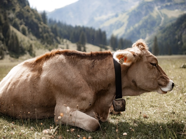 Симментальная корова лет на поляне