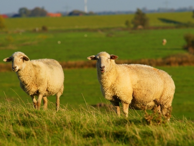 Две большие пушистые овцы на зеленой траве