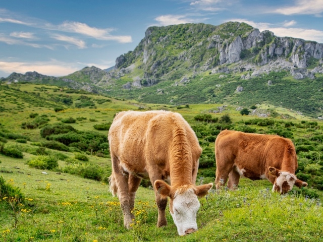 Две коричневые коровы на пастбище в горах