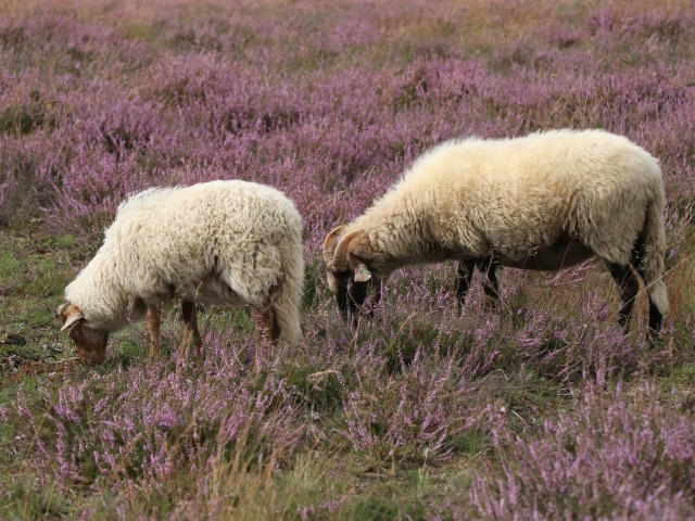 Две овцы на поле с розовыми цветами 