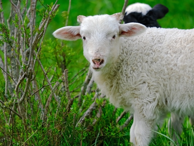 Белая овца пасется на зеленой траве 