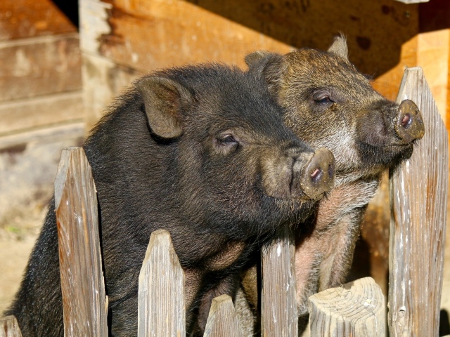 Два домашних поросенка в загородке
