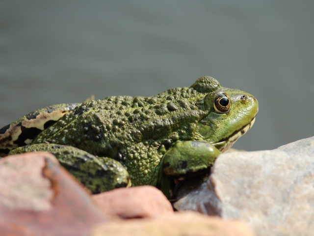 Большая зеленая жаба сидит на камне 