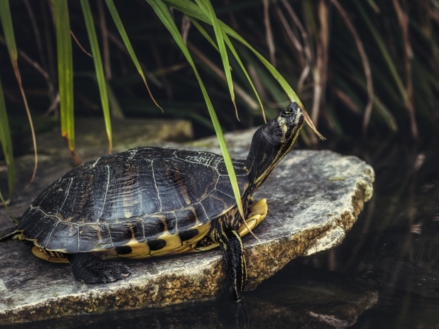 Большая черепаха на камне у воды