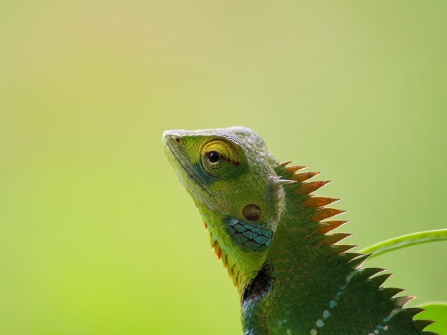 Зеленый хамелеон сливается с фоном