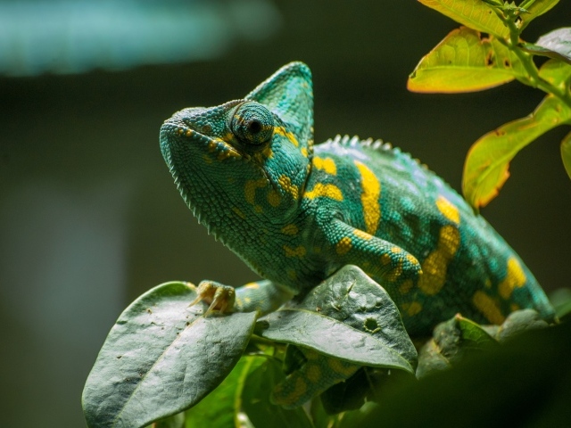 Зеленый хамелеон в зеленых листьях на ветке дерева 