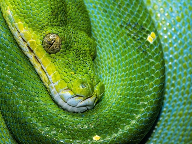 Зеленая змея крупным планом